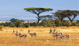 African Landscape - Amboseli, Kenya